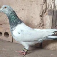 رنگه . سینه . کله . ساده