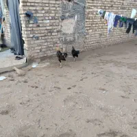 مرغ و خروس لاری