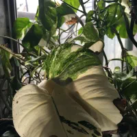 فروش گل و گیاه ابلق|گل و گیاه طبیعی|ساری, |دیوار