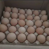 تخم مرغ محلی