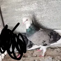 کبوتر فروشی|پرنده|بسطام, |دیوار