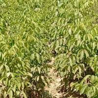 انواع نهال و درختان میوه|خدمات باغبانی و درختکاری|اصفهان, کشاورزی|دیوار