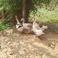 فروش ۴ تا غاز بالغ|حیوانات مزرعه|پایین هولار, |دیوار