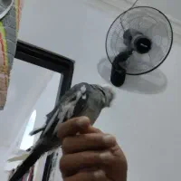 عروس نر سخنگو|پرنده|قشم, |دیوار