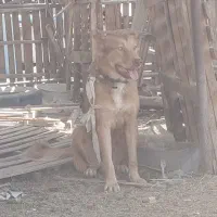 سگ نگهبان