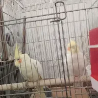 سلام عزیزان