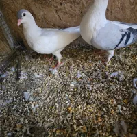 کفتر افغان|پرنده|چابهار, |دیوار