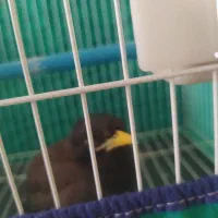 دوعددمرغ میناسخنگو|پرنده|بروجرد, |دیوار