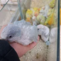 طوطی  راهب|پرنده|تهران, مجیدآباد|دیوار