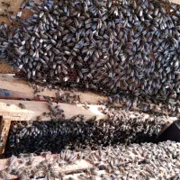 فروش زنبور قوی