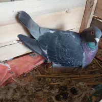 کبوتر پلاکی عراقی مسافتی|پرنده|گتوند, |دیوار