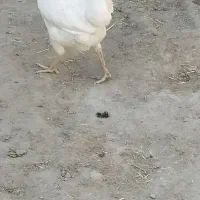 مرغ خونگی فروشی|حیوانات مزرعه|زهک, |دیوار