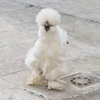 تخم نطفه دار مرغ ابریشمی کوپال