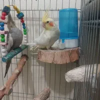 عروس هلندی|پرنده|پاکدشت, شهرک امام رضا|دیوار