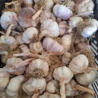 فروش سیرقرمز بذری۲۰۰کیلو