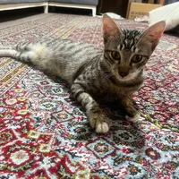 دو تا گربه پسر بامزه و باادب و نازنازی واگذاری