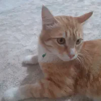 گربه نر مهربان و  اروم خونگی یکسالشه رایگان