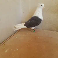 کفتر پشتی ساده کاکلی سار فری سوسکی|پرنده|مشهد, قائم|دیوار