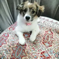 سگ ماده اشپیتز ۴ ماهه ( تیله)|سگ|رشت, ساغری سازان|دیوار