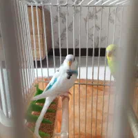 یک جفت مرغ عشق نر و ماده|پرنده|شاهین‌شهر, عطار|دیوار