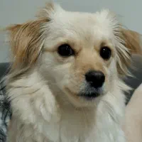 گمشده|حیوانات|ورامین, ورامین|دیوار