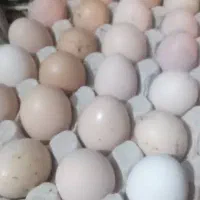 تخم مرغ نطفه دار