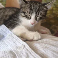 گربه dsh‌ شناسنامه دار