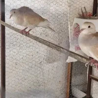 کبوتر کوچک اهلی