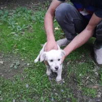 واگذاری سگ نر تریل|سگ|شاندرمن, |دیوار