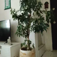 گل شفلورا