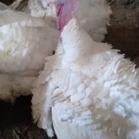 بوقلمون‌گوشتی