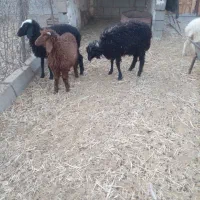 بره|حیوانات مزرعه|امیدیه, |دیوار
