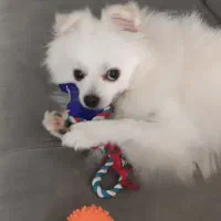 سگ پامر|سگ|رشت, معلم|دیوار