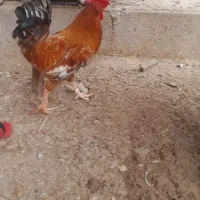 سلام ی عدد خروس جوان ۱۰ماه سن دارد