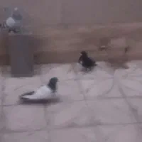 کبوتر کله دمبی و سفید و دم سفید وطوقی و...