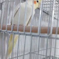 عروس هلندی لوتینو ماده آماده|پرنده|بروجن, |دیوار