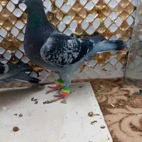 کبوترماده|پرنده|مشهد, انصار|دیوار