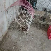 قفس|لوازم جانبی حیوانات|رشت, شهرک صبا|دیوار