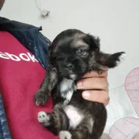 واگذاری توله سگ شیتزو پیکینیز|سگ|قائمشهر, |دیوار