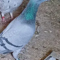 یک‌جفت‌مسافتی‌تضمین‌همه‌چی‌دوستان‌‌ارزش‌بالا