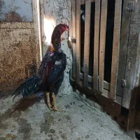 فروش خروس لاری|پرنده|تهران, فلسطین (میدان انقلاب)|دیوار