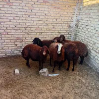 میش آبستن قزل افشاری درشت و سنگین