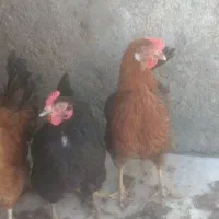 3عدد مرغ گلین تخم گذار سالم بشرط
