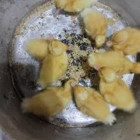 جوجه اردک محلی