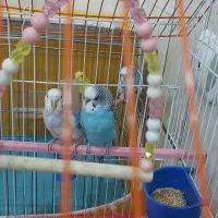 دوجفت مرغ عشق بالغ  تخم گذار