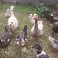 دو عدد قاز محلی جفت