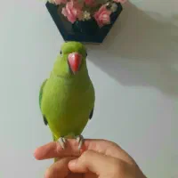 طوطی ملنگو خوشگل و دستی