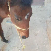 اسب نر|اسب و تجهیزات اسبسواری|نیشابور, دارایی|دیوار