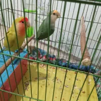 یه جفت کوتوله برزیلی باقفس