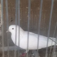 گم شده کبوتر یک جفت کفتر از رو جوجه گم شده